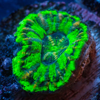 WYSIWYG Ultra Aussie UFO Button Scoly (0.5-1")