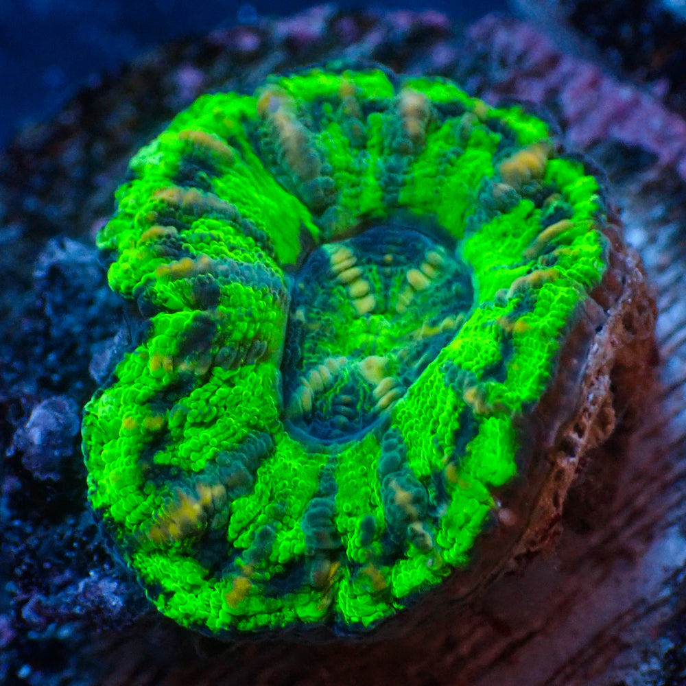 WYSIWYG Ultra Aussie UFO Button Scoly (0.5-1