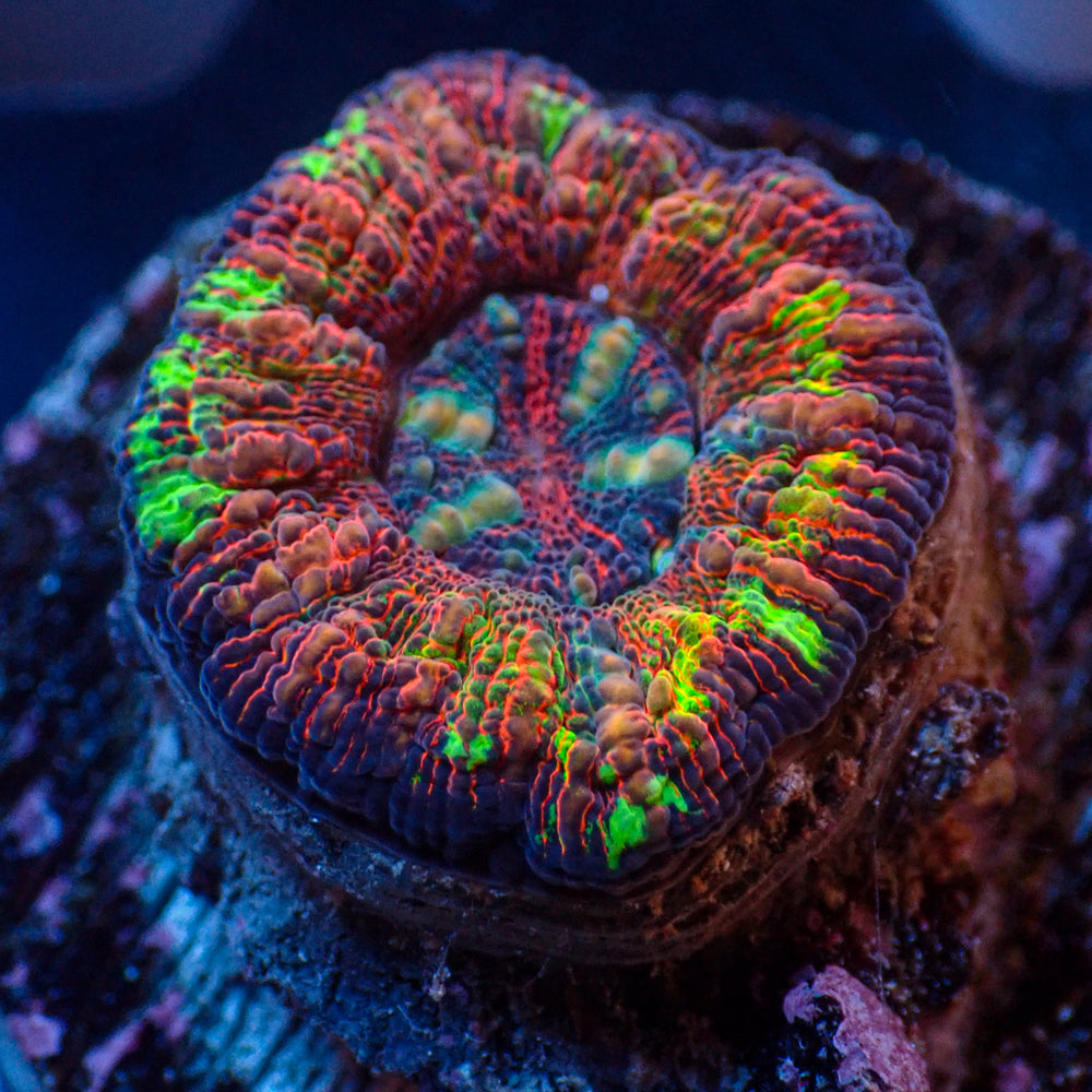 WYSIWYG Rainbow Aussie Lava Button Scoly (0.5-1”)