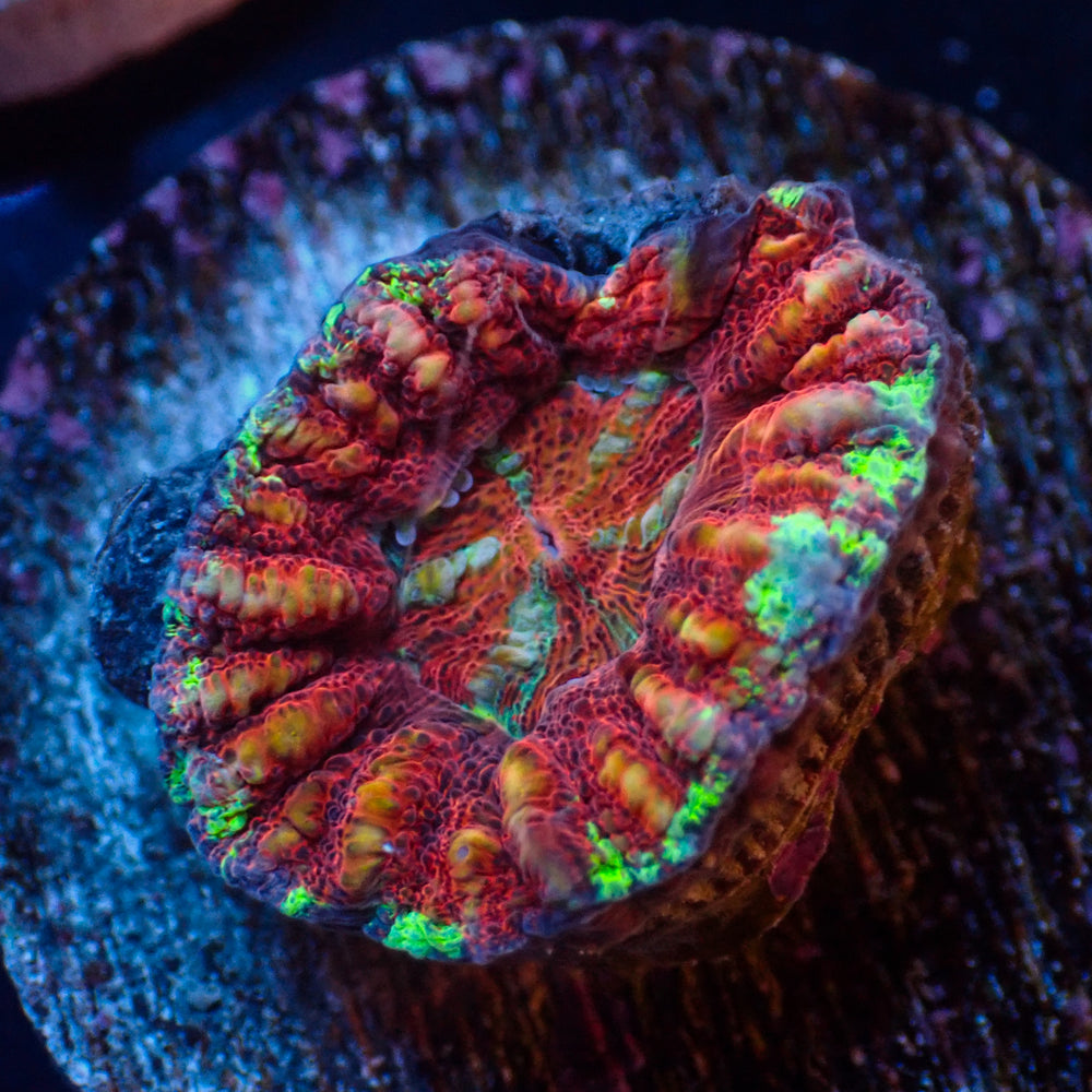 WYSIWYG Multicolor Aussie Lava Button Scoly (0.5-1”)