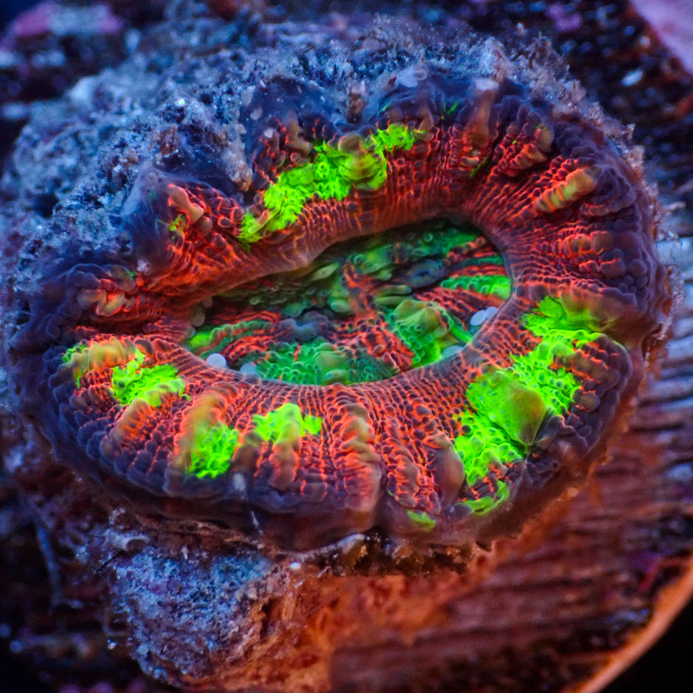 WYSIWYG Multicolor Aussie Lava Button Scoly (0.5-1”)