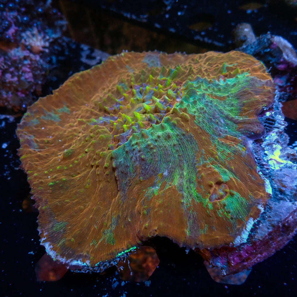WYSIWYG Large Tropic Punch Australomussa Colony (4-5”)