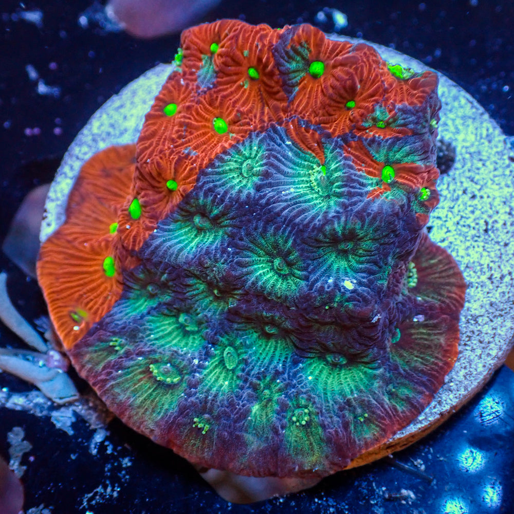 WYSIWYG Superman War Coral Favia Colony