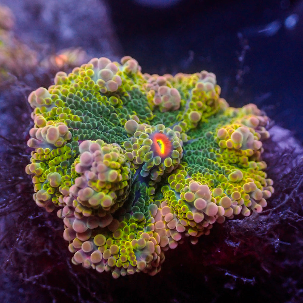 WYSIWYG Rainbow Gold Digger Yuma Mushroom
