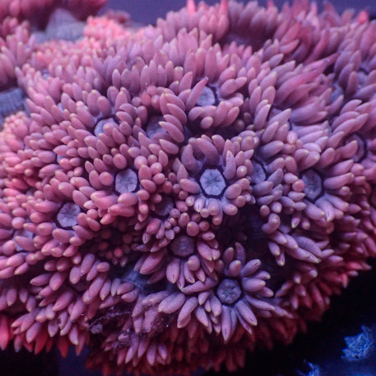 Pink Pastel Goniopora (0.5-1”) - Corals Anonymous