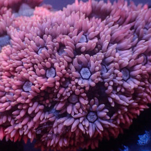 Pink Pastel Goniopora (0.5-1”)