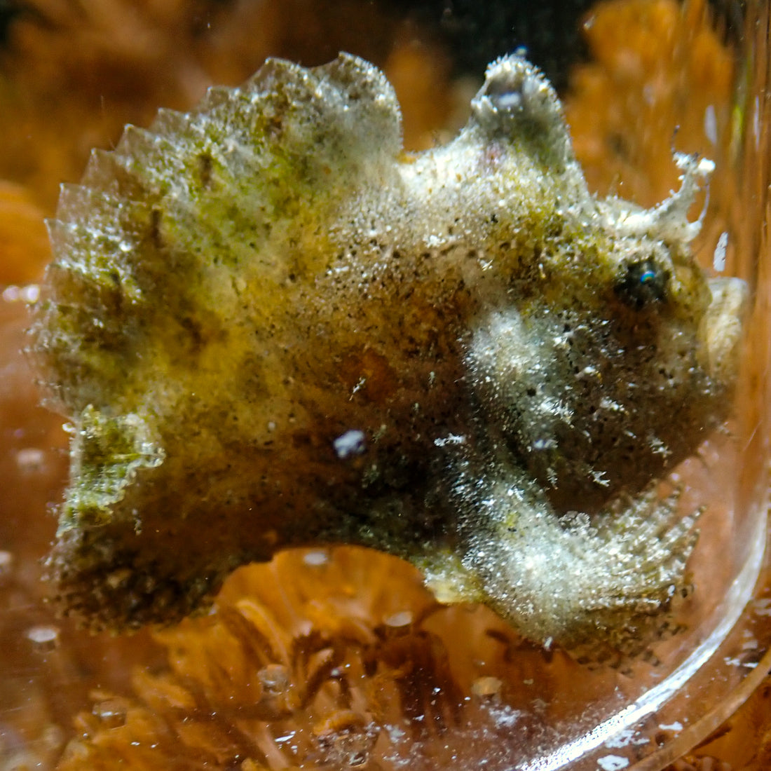 Freckled Anglerfish (1-2") - Corals Anonymous