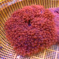 WYSIWYG XL Red Devil Bubble Tip Anemone ( 6-8”)
