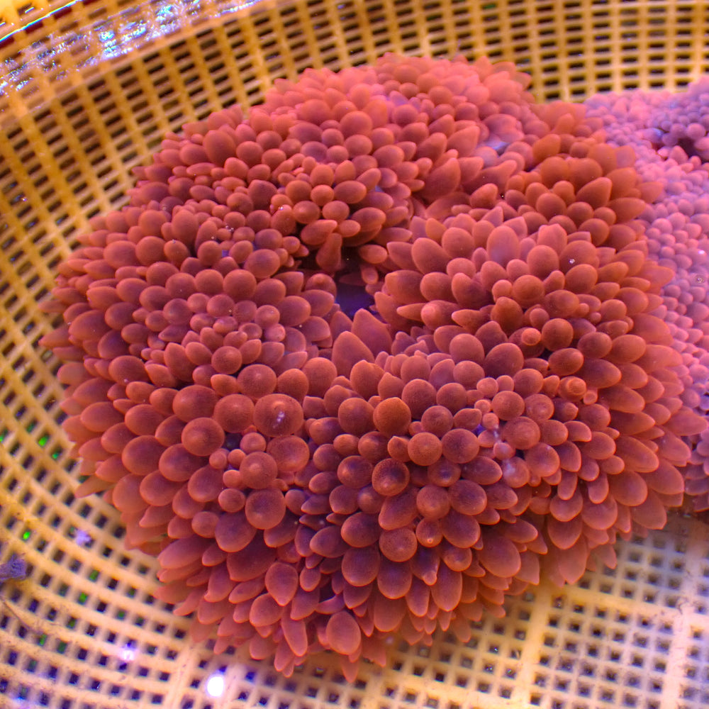 WYSIWYG XL Red Devil Bubble Tip Anemone ( 6-8”)