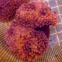 WYSIWYG XL Infernoburst Bubble Tip Anemone (7-9”)