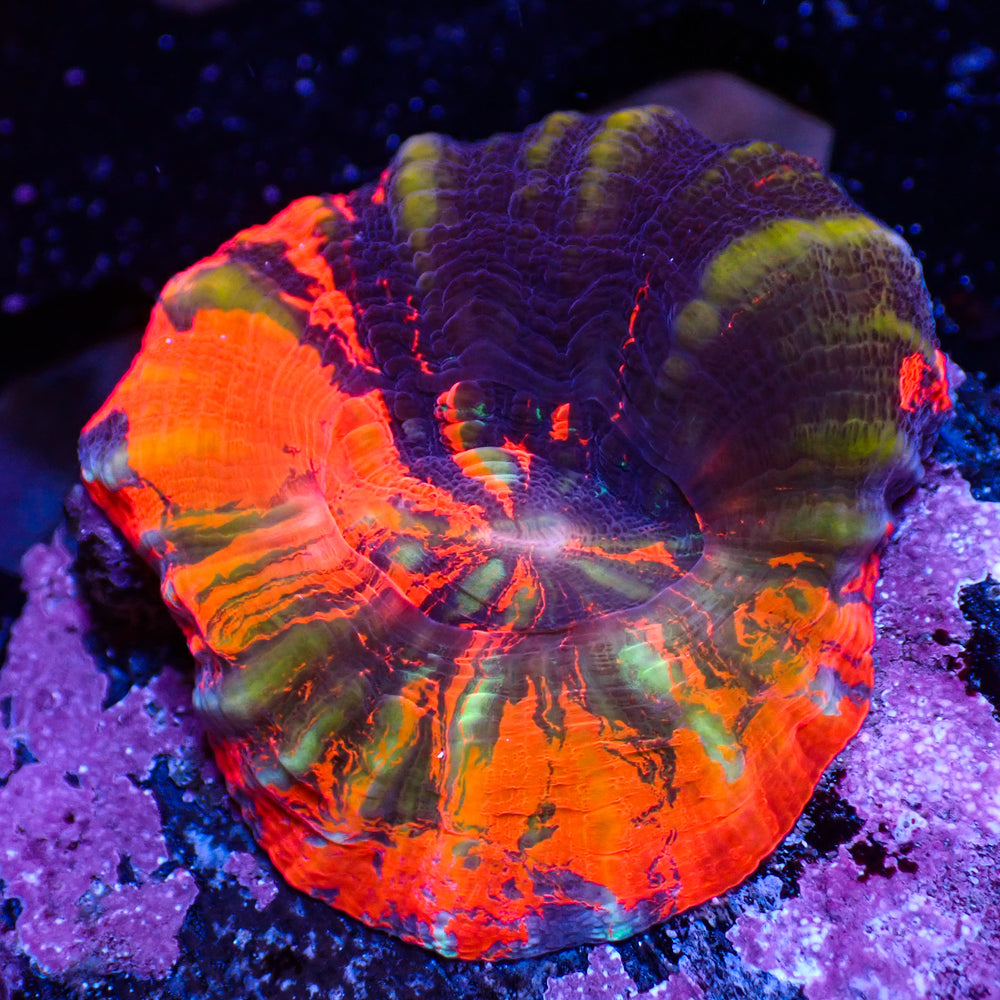 WYSIWYG Ultra Aussie Yellow Stripe Warpaint Scolymia (Aquacultured)