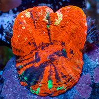 WYSIWYG Aussie Ultra Warpaint Scolymia (Aquacultured)