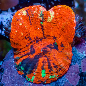WYSIWYG Aussie Ultra Warpaint Scolymia (Aquacultured)
