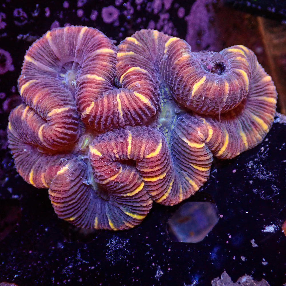 WYSIWY Peach Striped Rainbow Mini Trachy (2-3”)