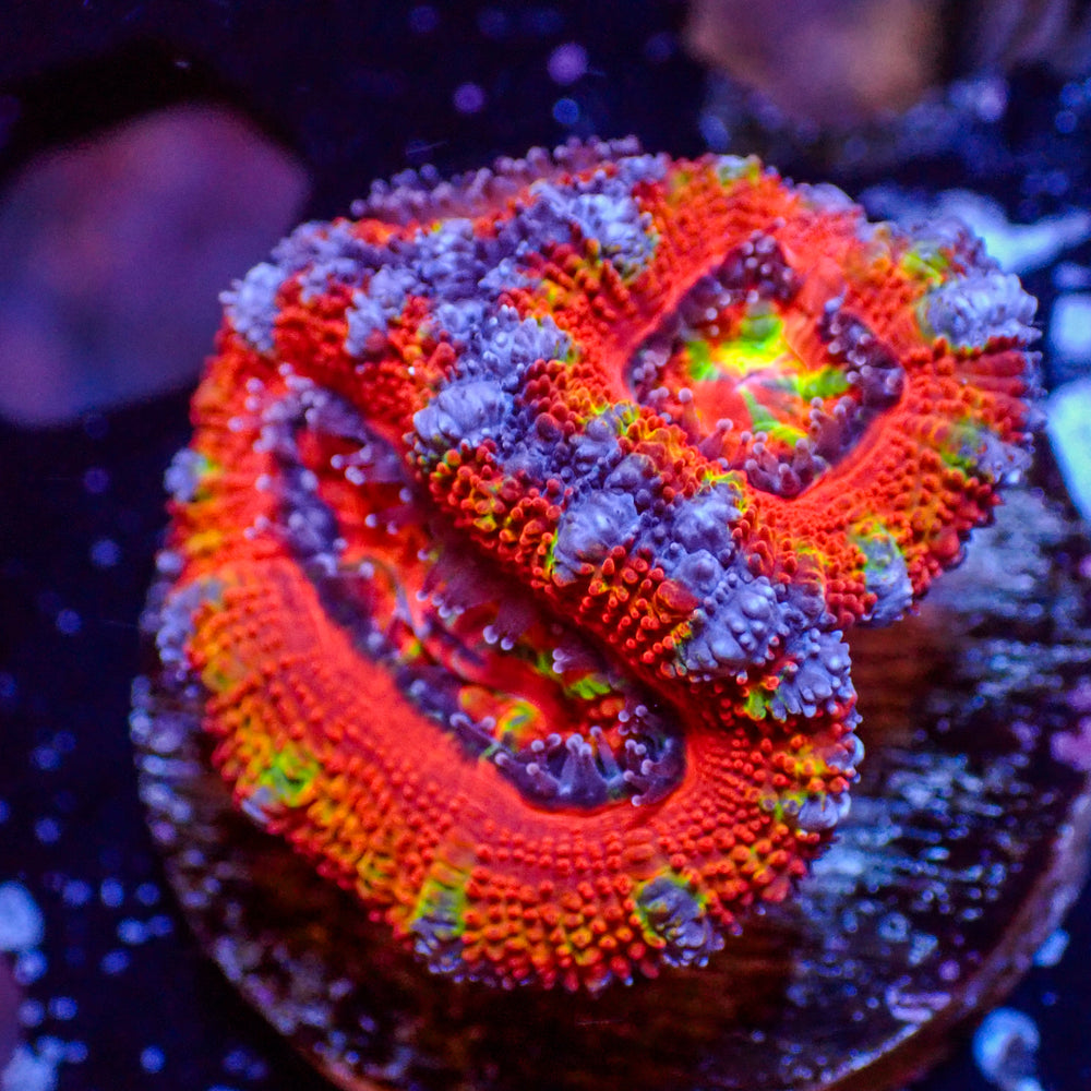 WYSIWYG Rainbow Carnival Acan Colony (3 Polyps)