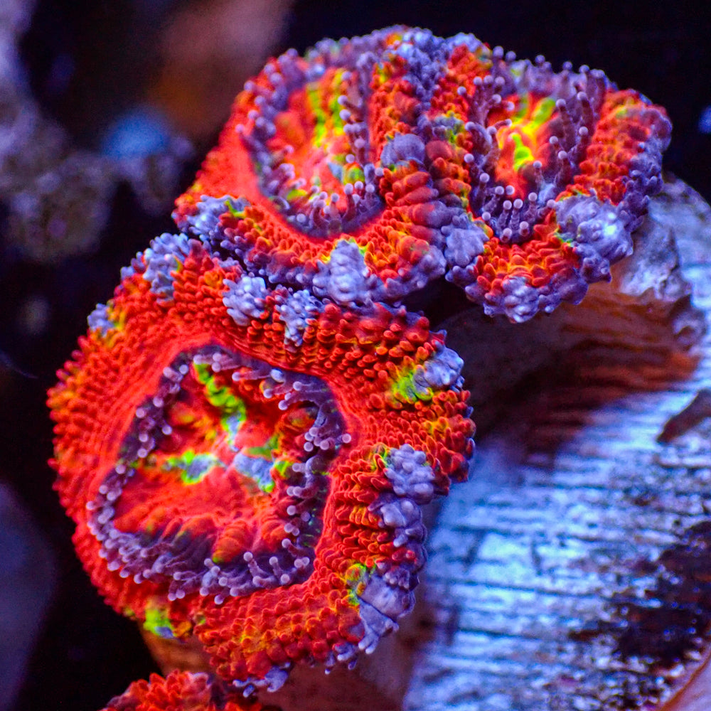WYSIWYG Rainbow Carnival Acan Colony (3 Polyps)