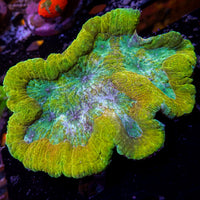 WYSIWYG Lucky Charm Rainbow Symphyllia (3-4")