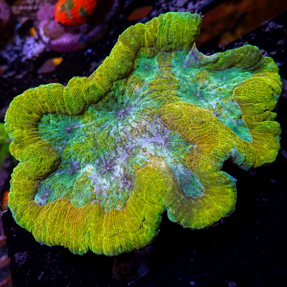 WYSIWYG Lucky Charm Rainbow Symphyllia (3-4