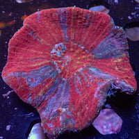WYSIWYG Red vs Blue Australomussa Colony (3-4")