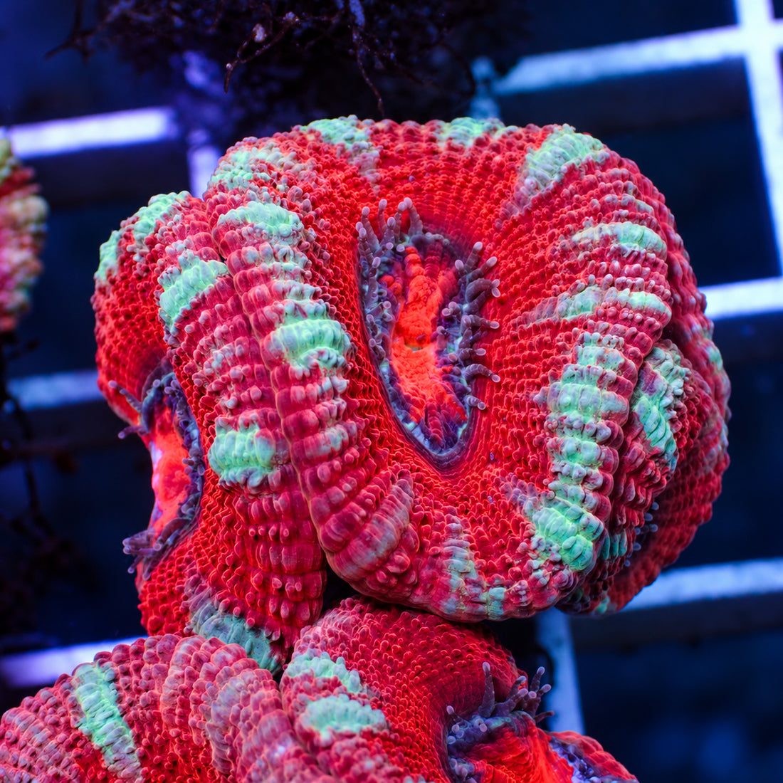 Cherry Swirl Acans (2-3 Polyps) - Corals Anonymous