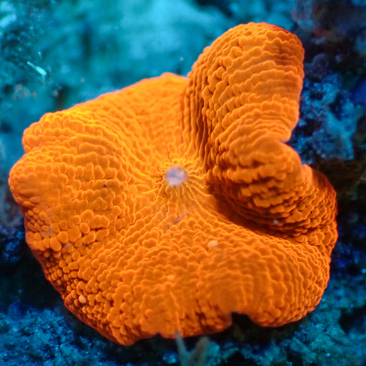 Orange Discosoma Mushroom
