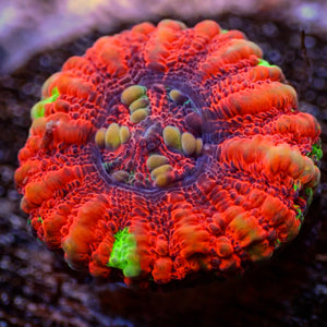 WYSIWYG Aussie Multicolor Lava Button Scoly (0.5-1.5”)