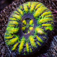 WYSIWYG Aussie Yellow Tiger Button Scoly (0.5-1")