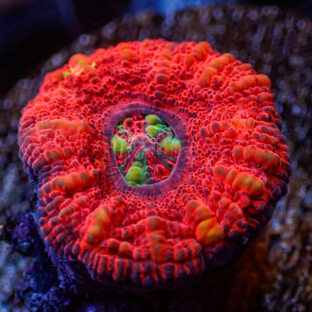 WYSIWYG Aussie Lava Button Scoly (0.5-1.5”)