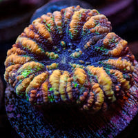 WYSIWYG Aussie Multicolor Tiger Button Scoly (0.5-1")