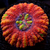 WYSIWYG Aussie Lava Button Scoly (0.5-1.5”)