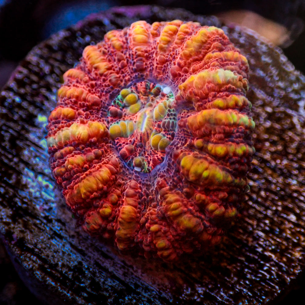 WYSIWYG Aussie Lava Button Scoly (0.5-1.5”)