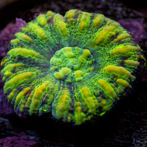 WYSIWYG Aussie Yellow Tiger Button Scoly (0.5-1")