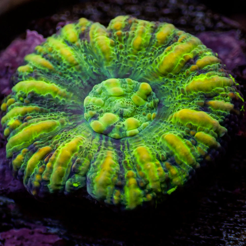 WYSIWYG Aussie Yellow Tiger Button Scoly (0.5-1