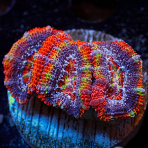 WYSIWYG Ultra Rainbow Carnival Trip Acan Colony (3 Polyps)