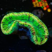 WYSIWYG Multicolor Yellow Ring Mini Trachy (2-3")
