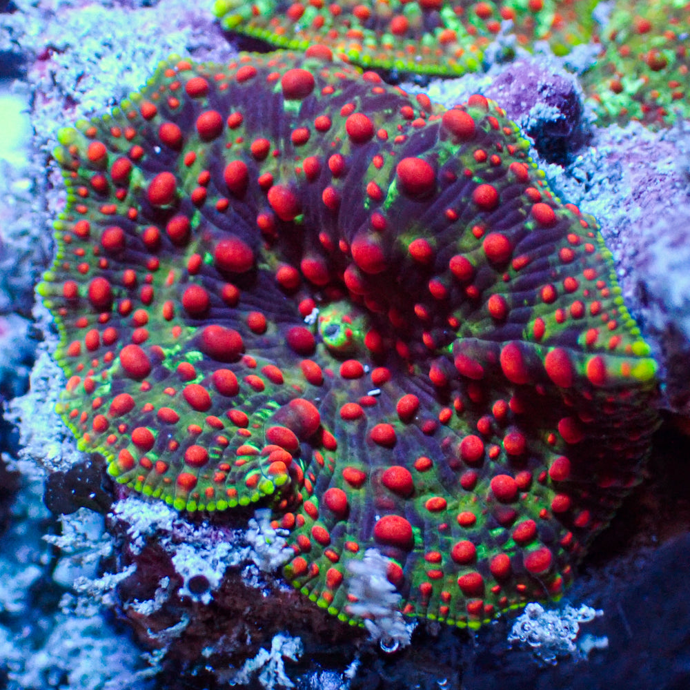 WYSIWYG Blood Viper Rainbow Discosoma Mushroom