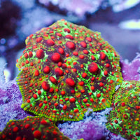 WYSIWYG Blood Viper Rainbow Discosoma Mushroom