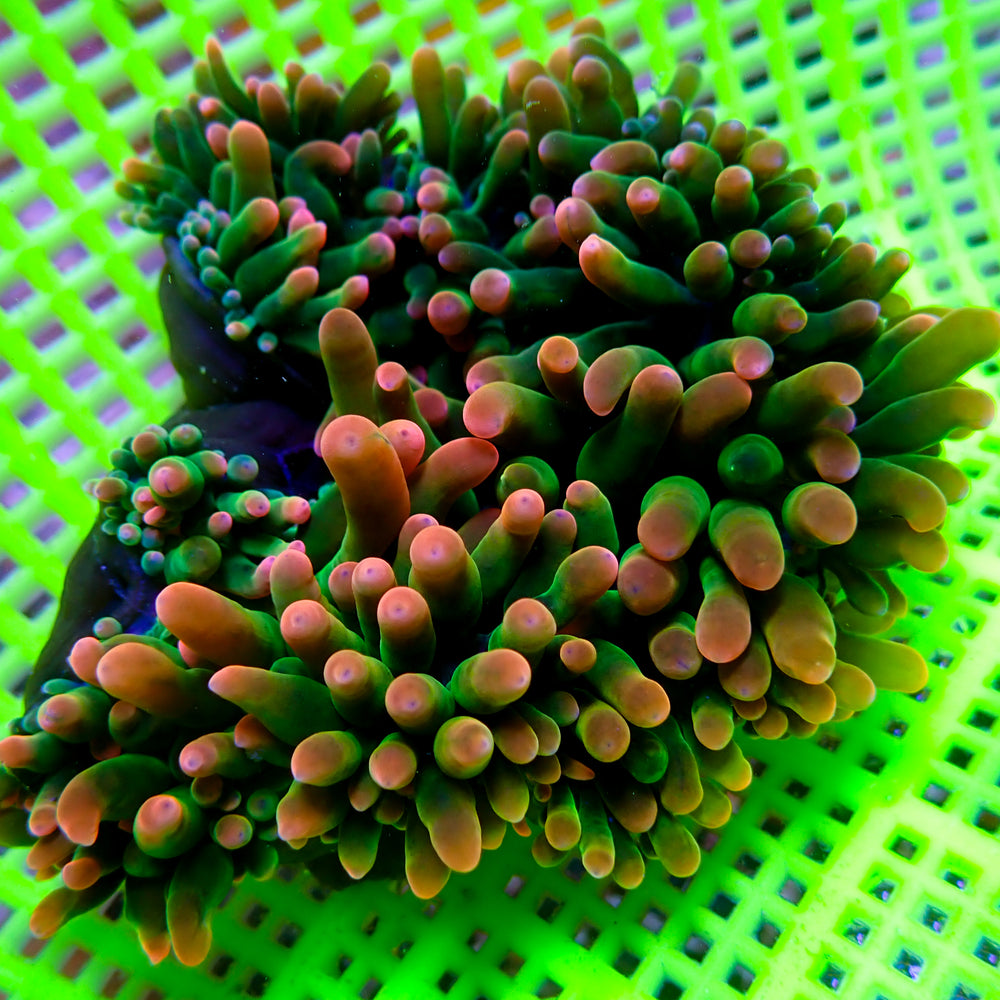 WYSIWYG Passionfruit Mania Rainbow Bubble Tip Anemone (3-4