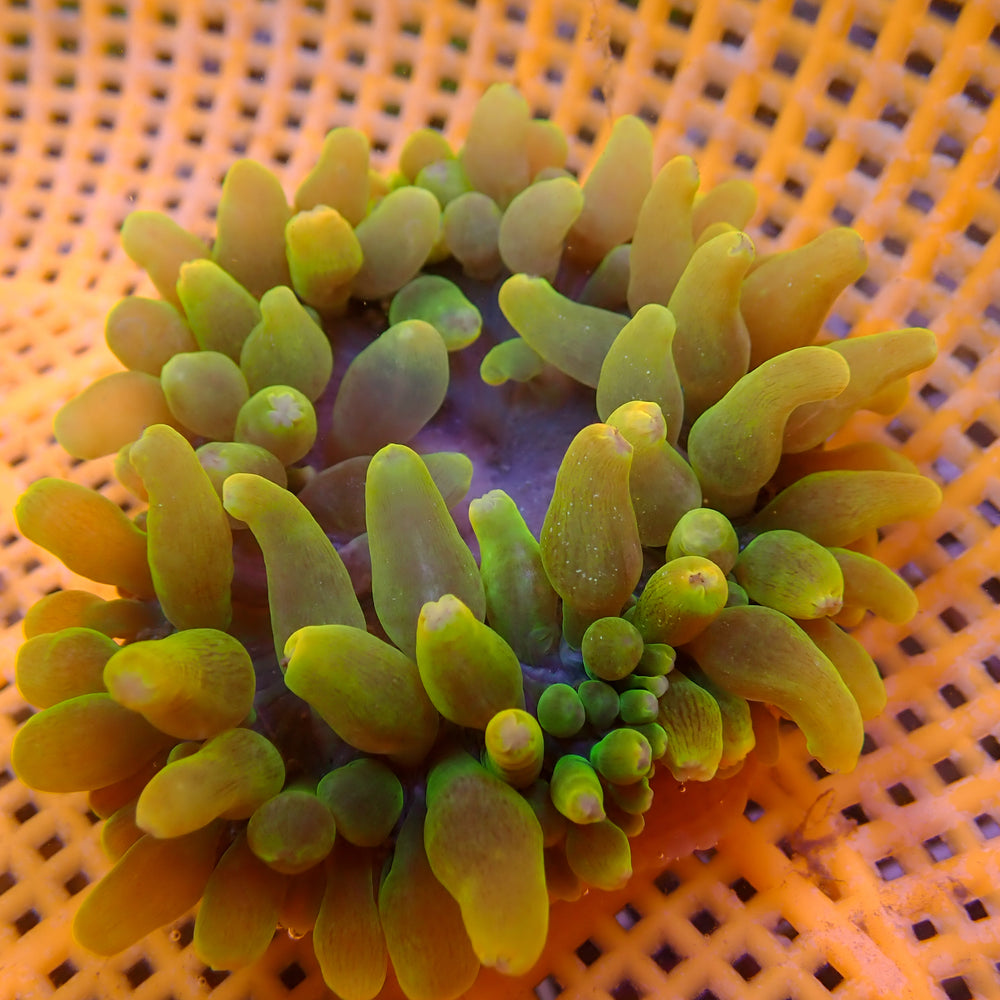 WYSIWYG Pacific Sunburst Bubble Tip Anemone (2-3”, Rare)