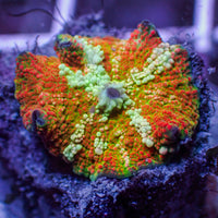 WYSIWYG Ultra Rainbow Blazin' Sun Discosoma Mushroom