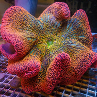 WYSIWYG  Ultra Rainbow Pink Fairydust Haddoni Carpet Anemone (Showpiece, 13-15")
