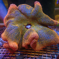WYSIWYG Ultra Orange Sunkist Rainbow Haddoni Carpet Anemone (Showpiece, 13-15")
