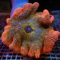 WYSIWYG Ultra Orange Sunkist Rainbow Haddoni Carpet Anemone (7-9")
