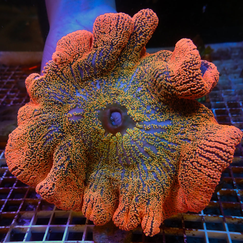 WYSIWYG Ultra Orange Sunkist Rainbow Haddoni Carpet Anemone (7-9