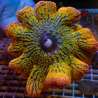 WYSIWYG Ultra Yellow Spitfire Rainbow Haddoni Carpet Anemone (Rare, 7-9")
