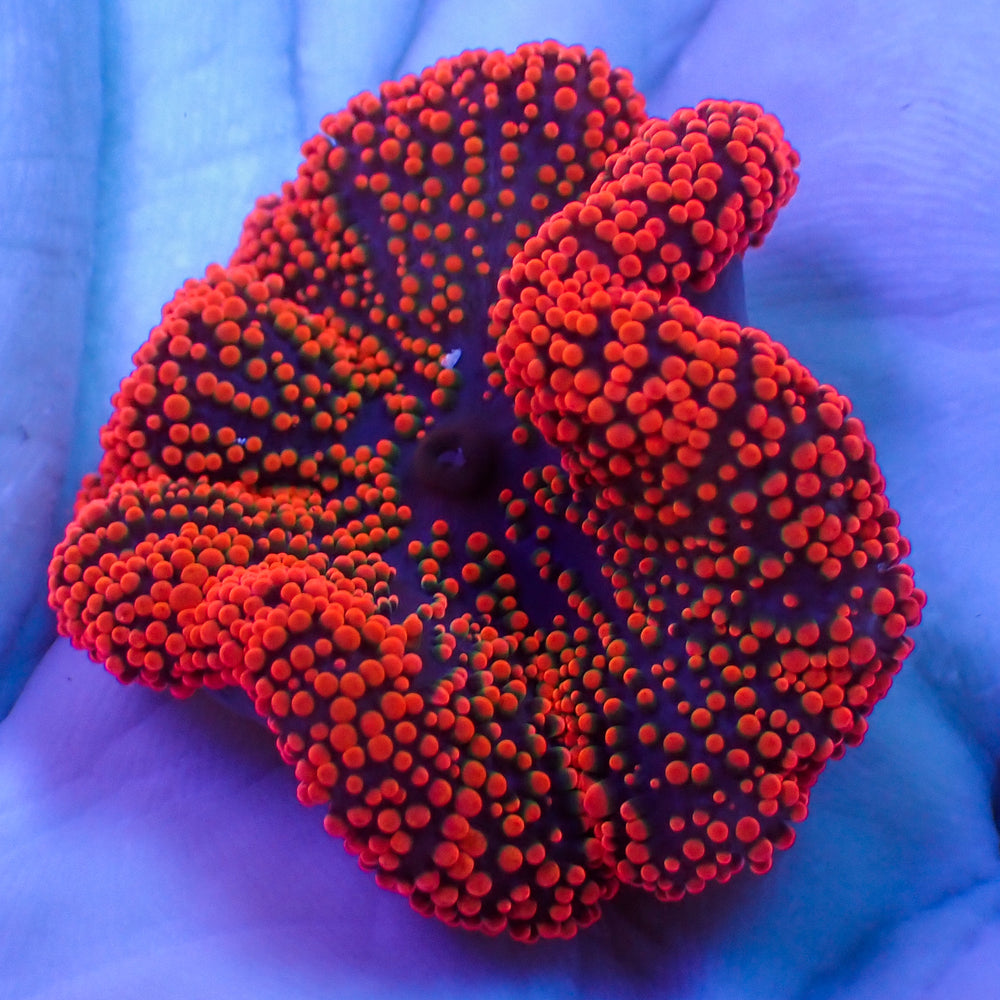 WYSIWYG Nano Red Ruby Haddoni Carpet Anemone (2-3