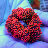 WYSIWYG Nano Red Ruby Haddoni Carpet Anemone (2-3")
