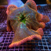 WYSIWYG Splitting Ultra Rainbow Haddoni Carpet Anemone (Rare, 2 Polyps, 7-9")
