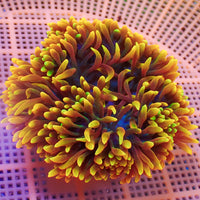 WYSIWYG Ultra Rainbow Maui Sunburst Bubble Tip Anemone (Rare, 5-7")
