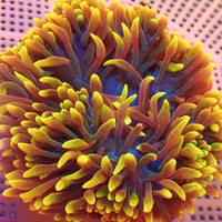 WYSIWYG Ultra Rainbow Maui Sunburst Bubble Tip Anemone (Rare, 5-7")
